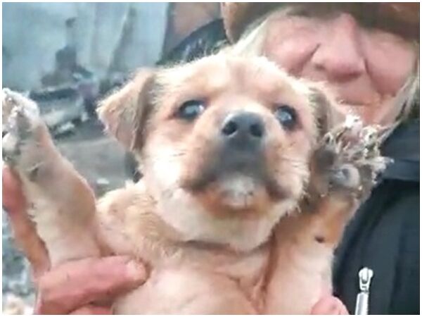 В Шахтах собаки спасли пенсионерку: всю зиму животные грели женщину